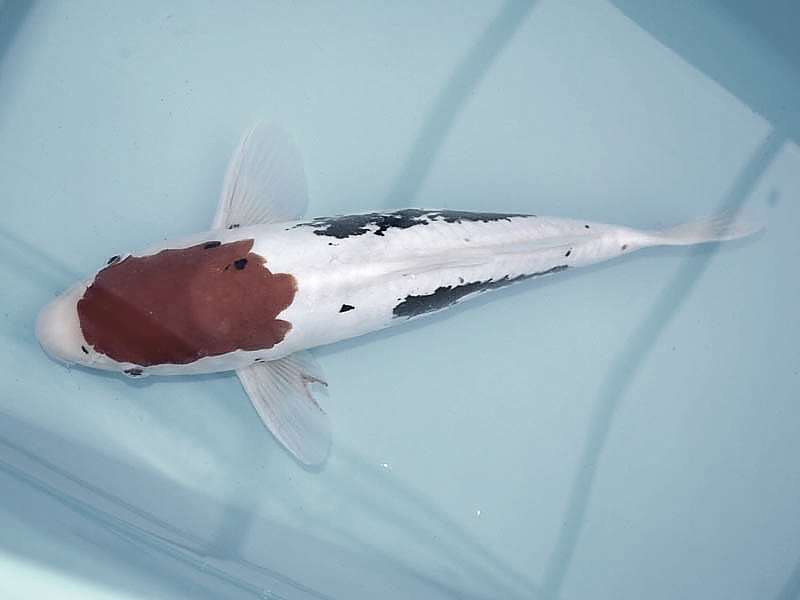 Killikus&reg; Fotographie